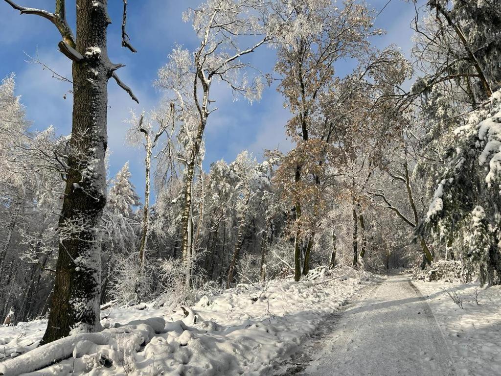 Haus Astenblick In Winterberg Fuer Bis Zu 35 Personen Fuer Wanderveranstaltungen Und Familienfeiern 외부 사진